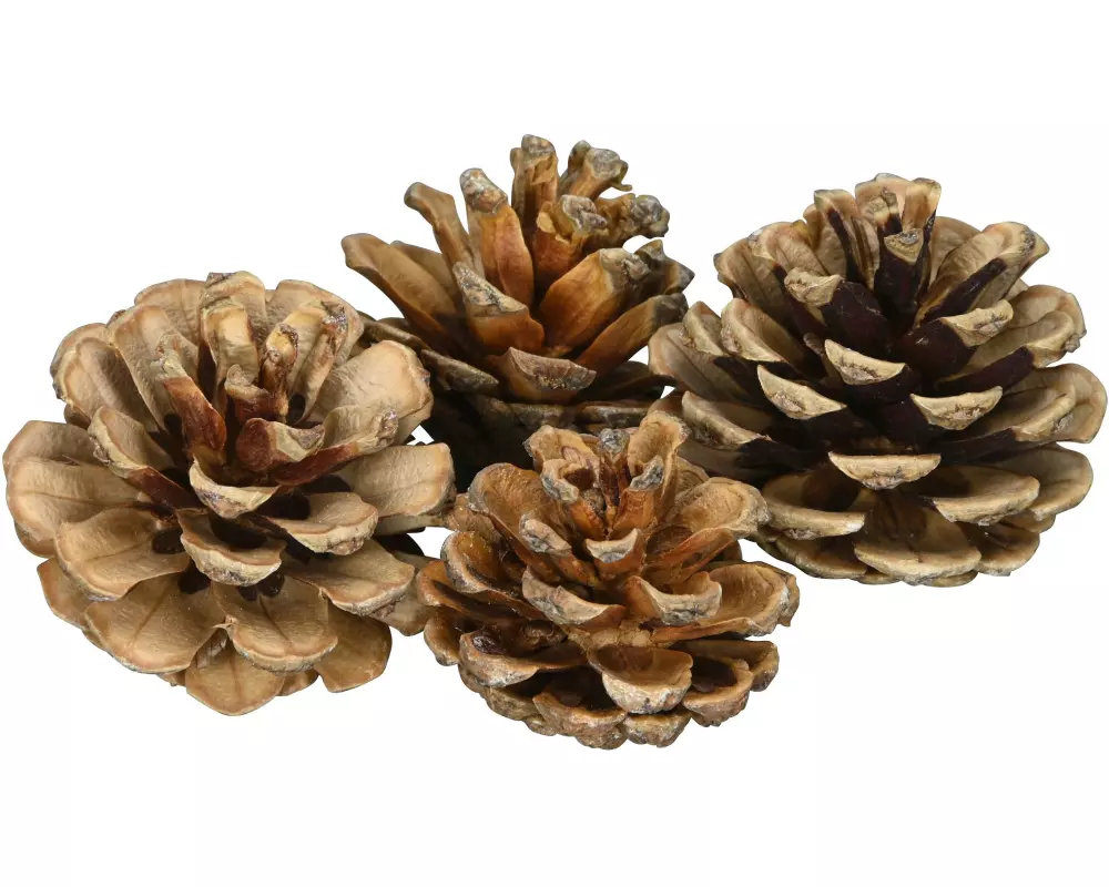 COCON Streudeko Kieferzapfen klein, Braun, 100g