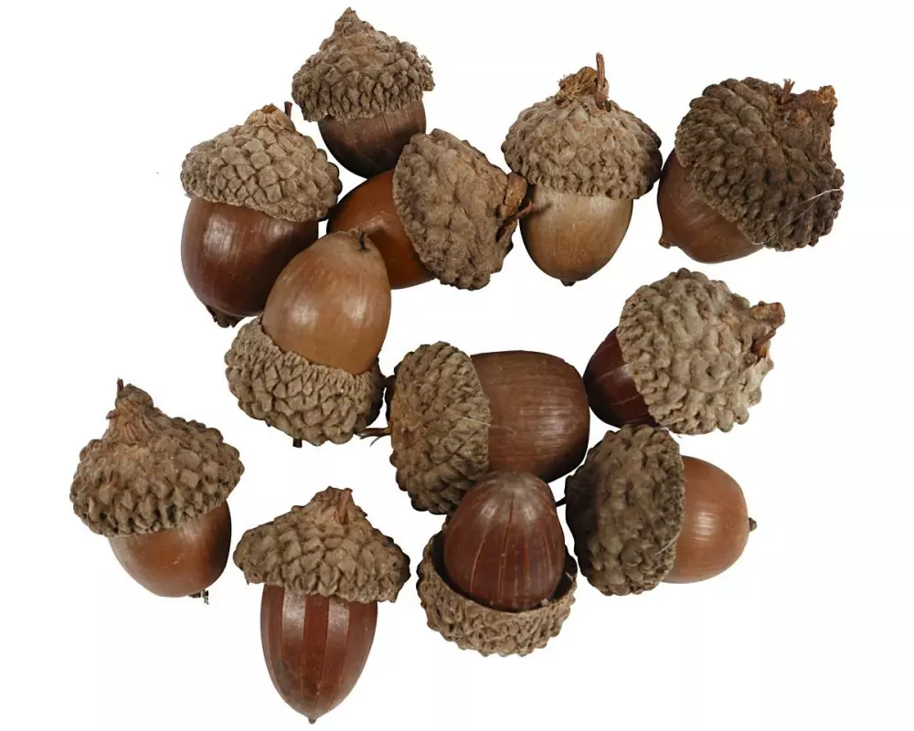 Creativ Company Eicheln 12 Stück