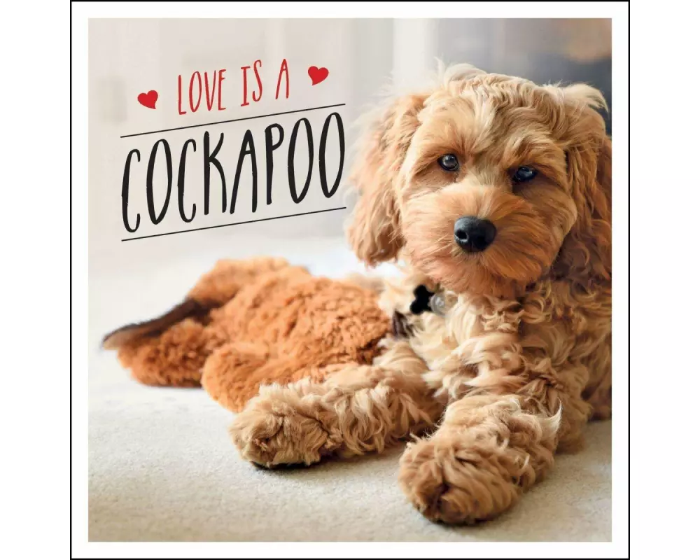 Love is a Cockapoo