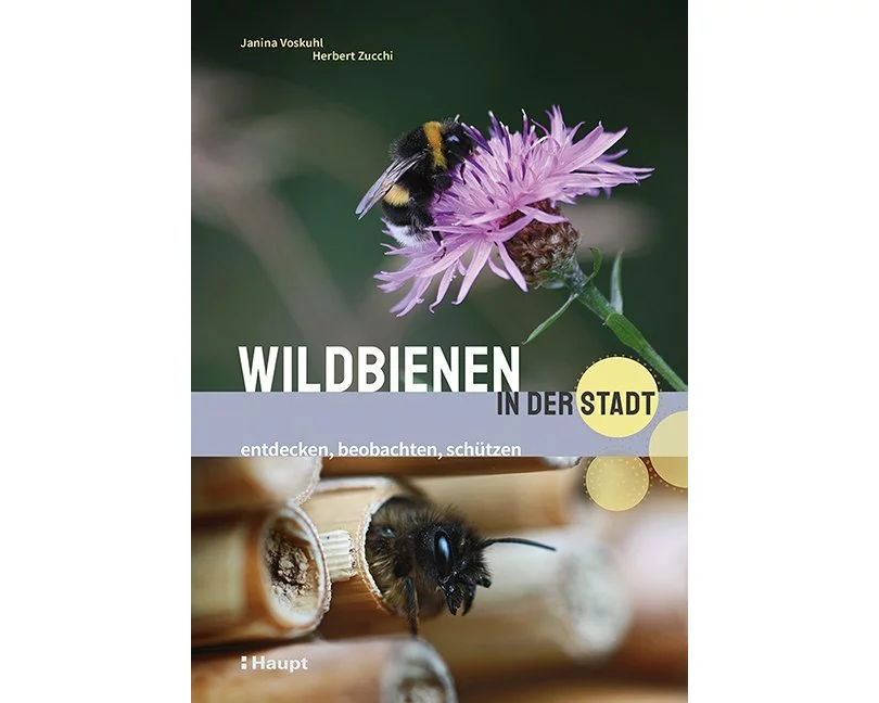 Wildbienen in der Stadt