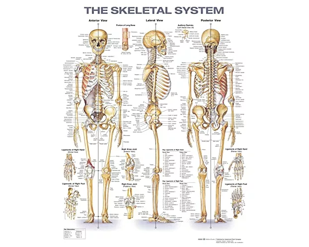 The Skeletal System Anatomical Chart