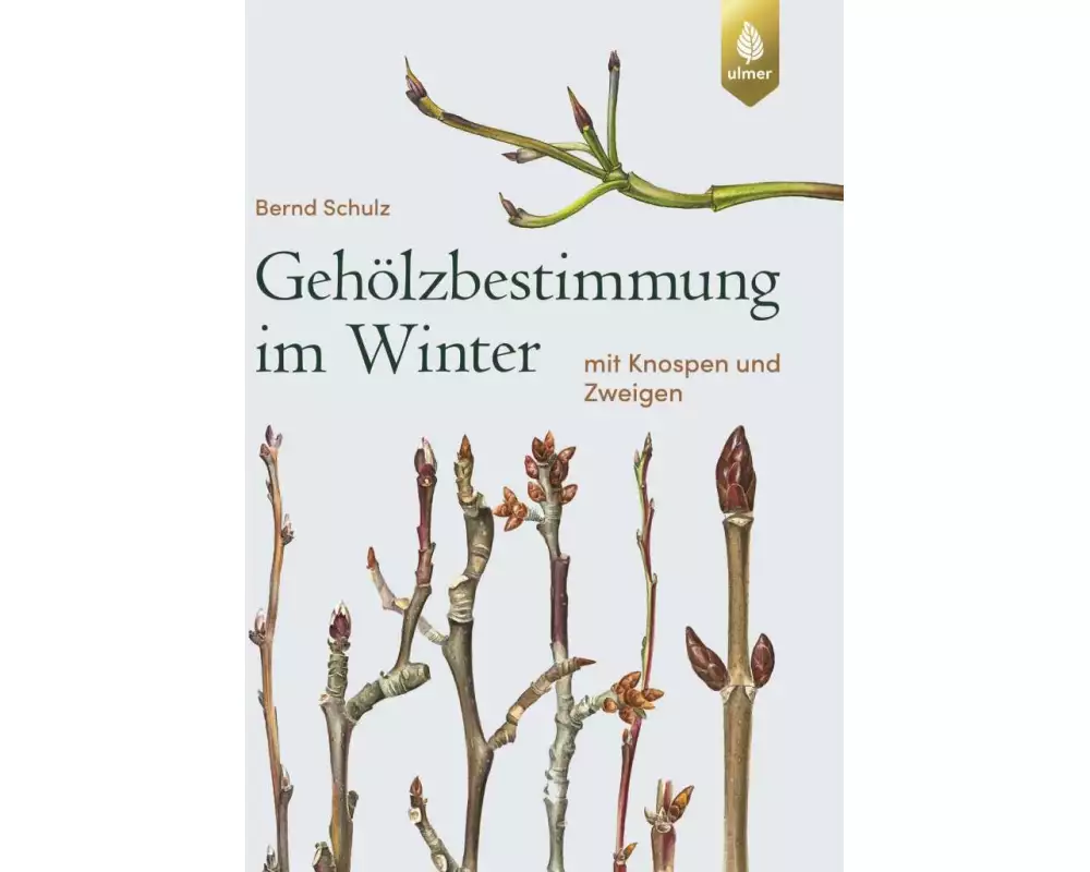 Gehölzbestimmung im Winter