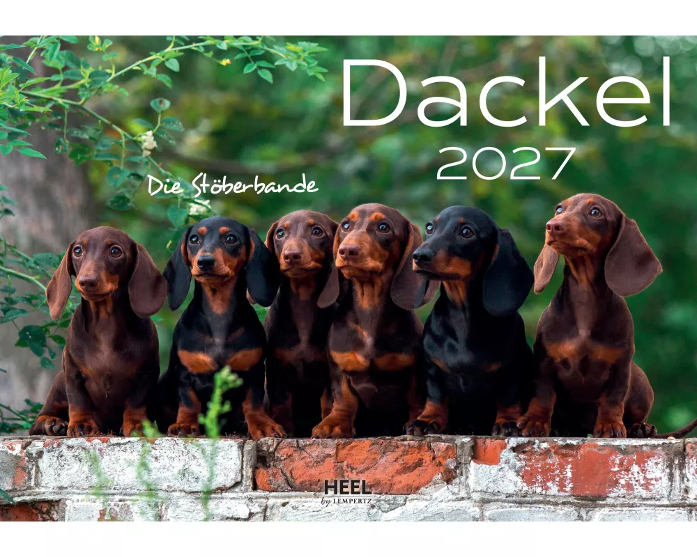 Dackel 2027 Wandkalender