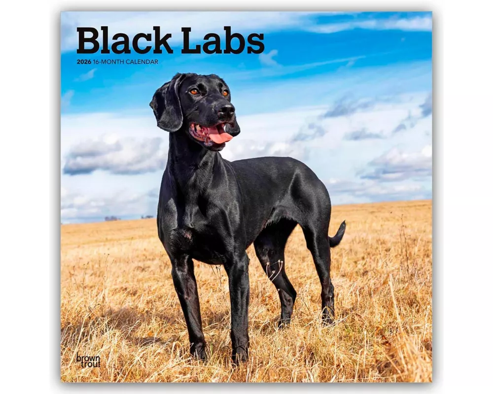 Black Labrador Retriever - Schwarze Labrador Retriever 2026 - 16-Monatskalender
