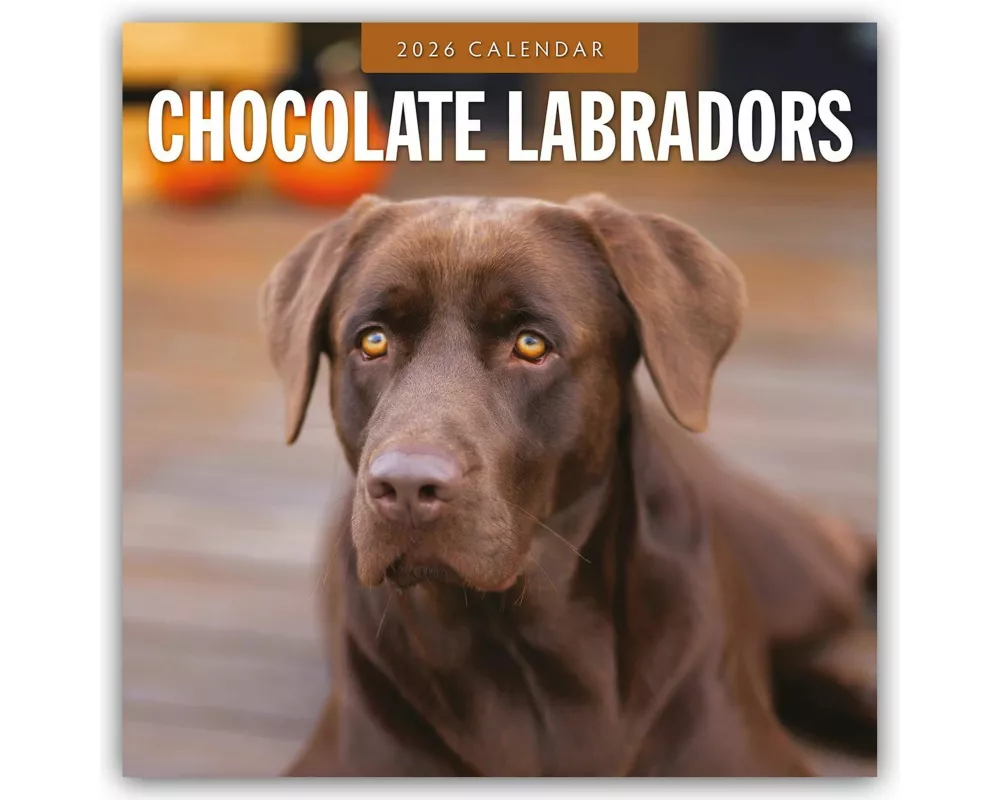 Chocolate Labradors 2026 Square Wall Calendar