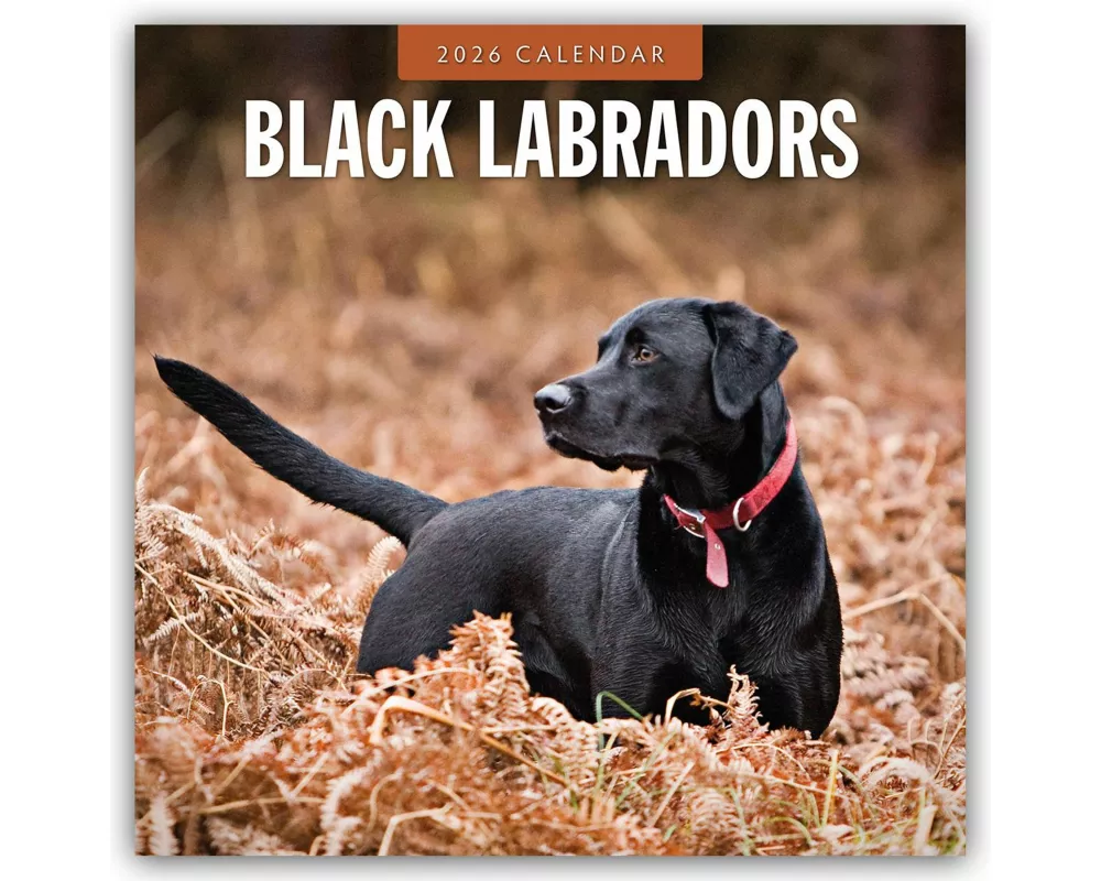 Black Labradors 2026 Square Wall Calendar