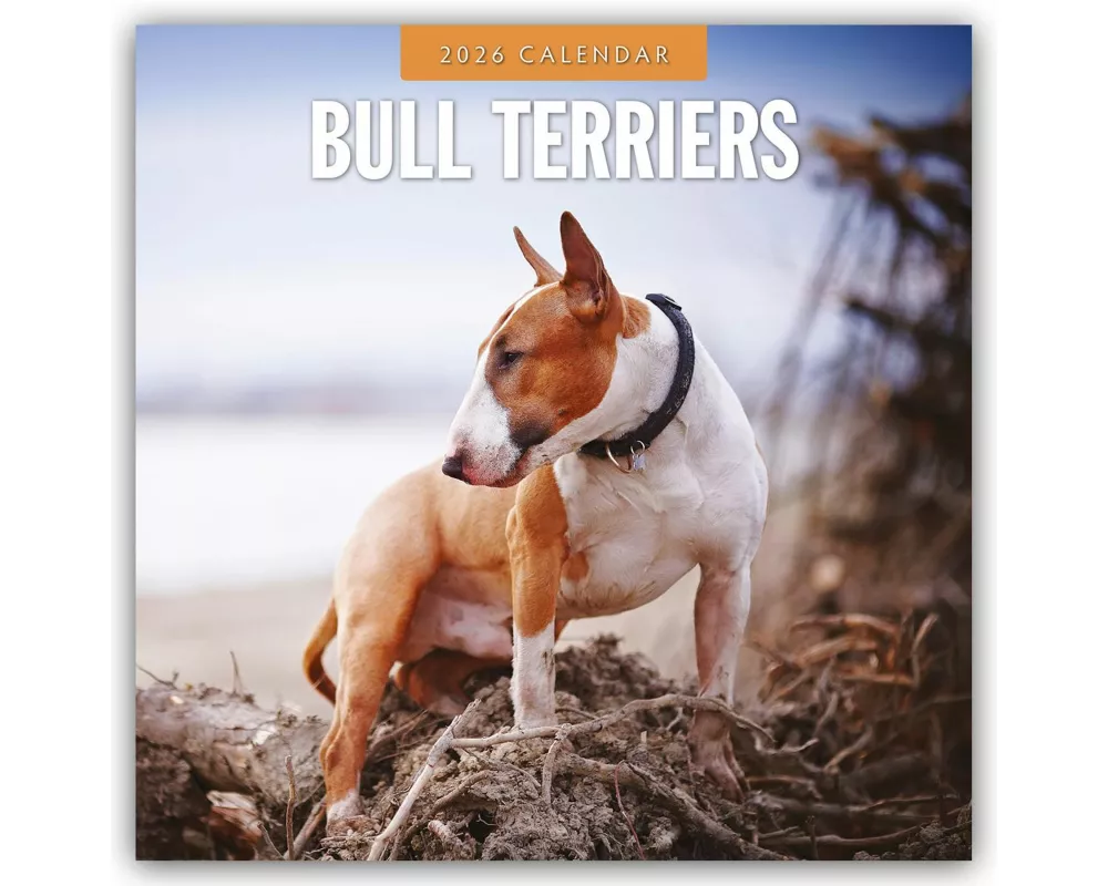 Bull Terriers 2026 Square Wall Calendar
