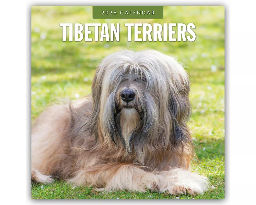 Tibetan Terriers 2026 Square Wall Calendar