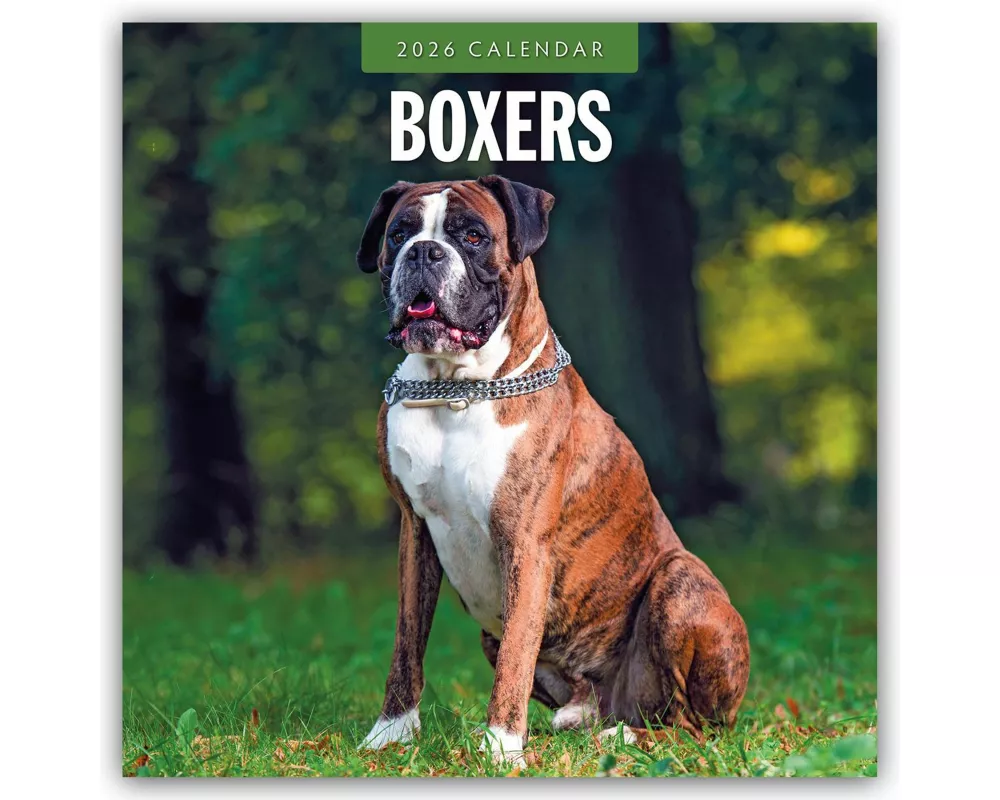 Boxers 2026 Square Wall Calendar