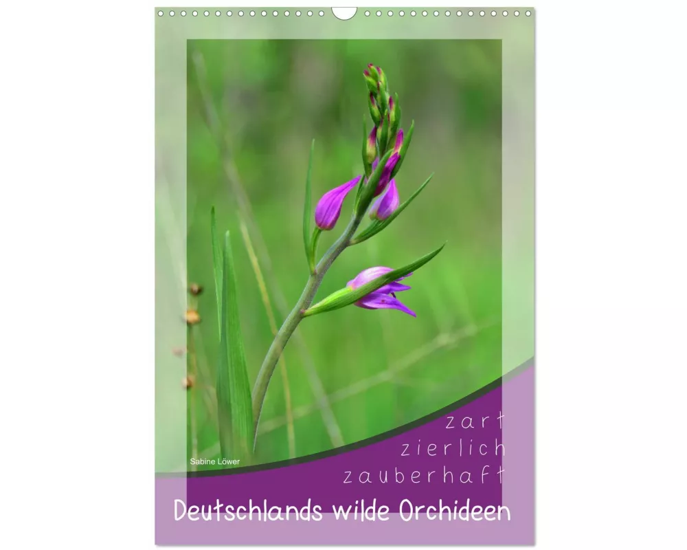 Deutschlands wilde Orchideen (Wandkalender 2026 DIN A3 hoch), CALVENDO Monatskalender