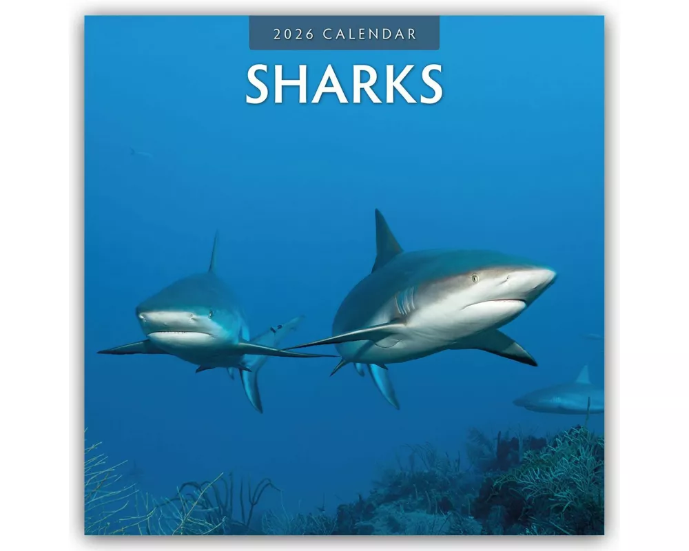 Sharks 2026 Square Wall Calendar