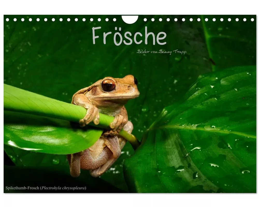 Frösche (Wandkalender 2026 DIN A4 quer), CALVENDO Monatskalender
