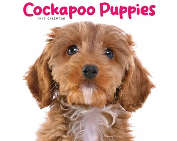 Cockapoo Puppies Square Mini Calendar 20