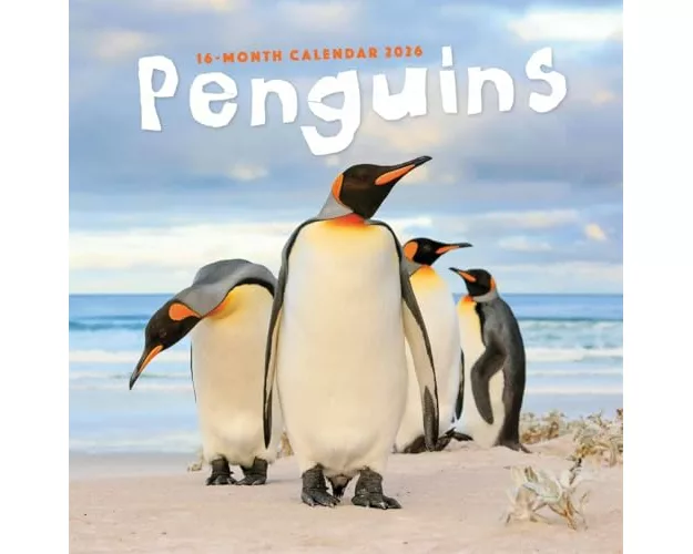 Penguins Square Wall Sunday Start Calend