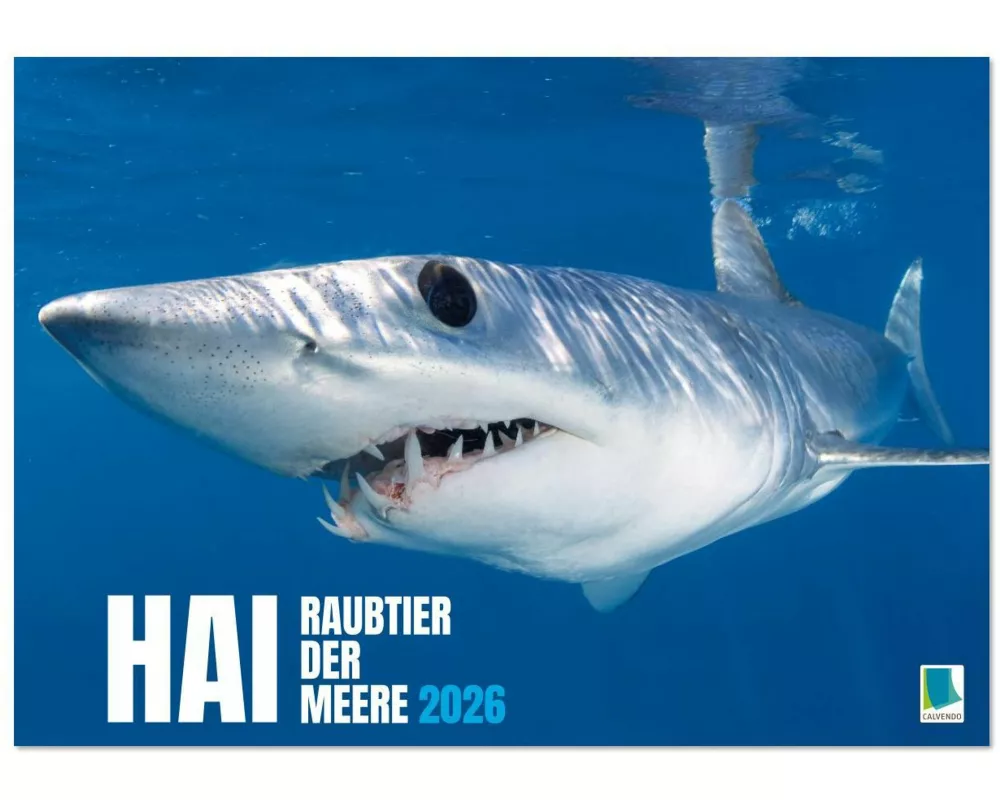 Hai: Raubtier der Meere (Wandkalender 2026 DIN A4 quer), CALVENDO Monatskalender