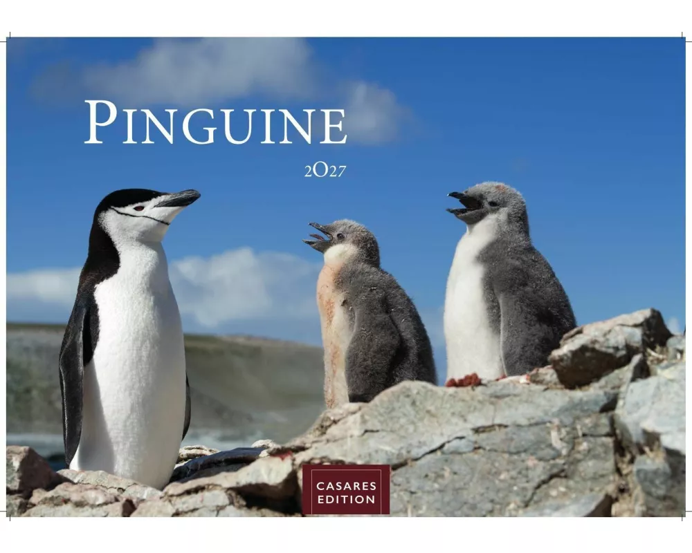 Pinguine Kalender 2027 - Wandkalender | Fotokalender Tierkalender 24x35cm | . mit niedlichen Pinguin-Motiven im antarktischen Lebensraum