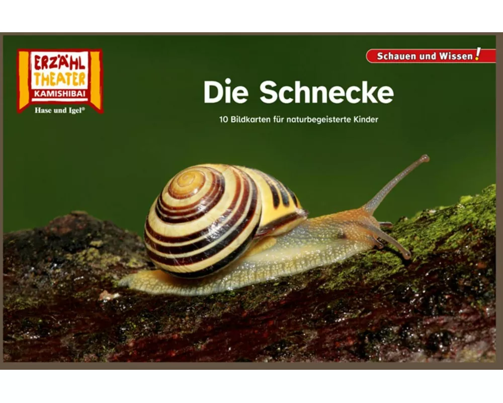 Die Schnecke / Kamishibai Bildkarten