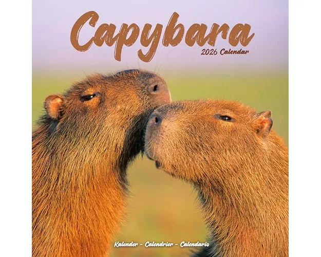 Capybara Calendar 2026 Square Animal Wall Calendar - 16 Month
