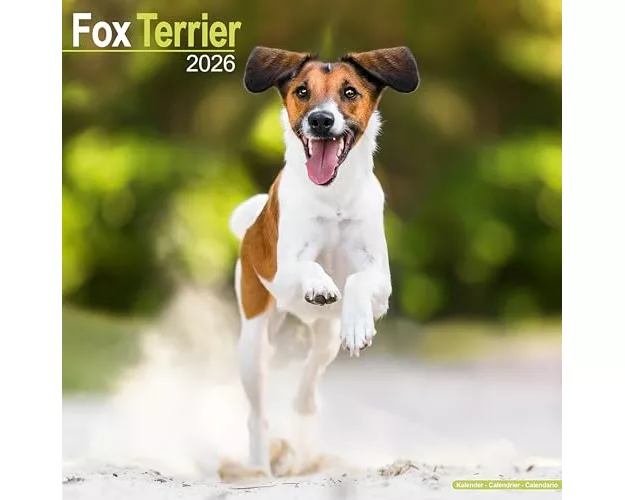 Fox Terrier Calendar 2026 Square Dog Breed Wall Calendar - 16 Month