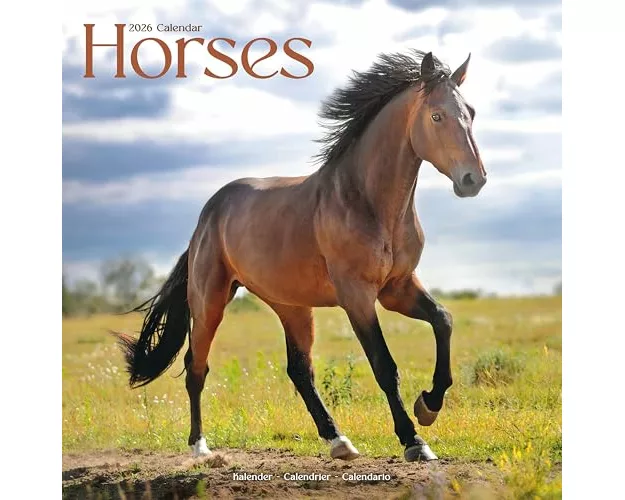 Horses Calendar 2026 Square Horses Wall Calendar - 16 Month