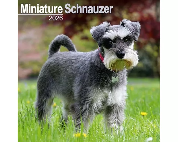 Schnauzer Miniature Calendar 2026 Square Dog Breed Wall Calendar - 16 Month