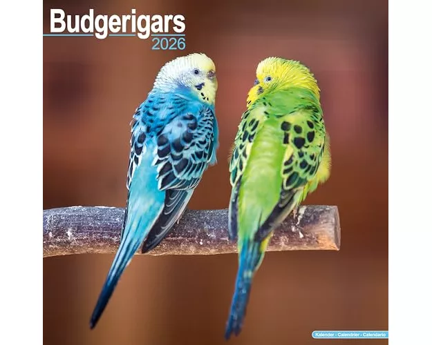 Budgerigars Calendar 2026 Square Bird Wall Calendar - 16 Month