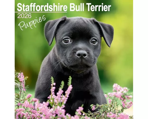 Staffordshire Bull Terrier Puppies Calendar 2026 Square Dog Puppy Breed Wall Calendar - 16 Month