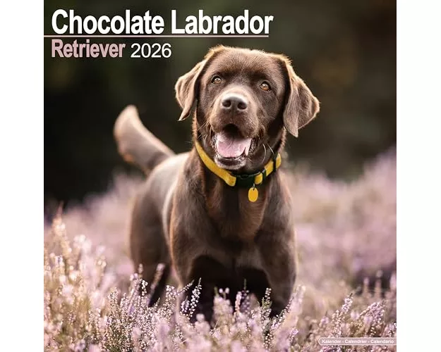 Chocolate Labrador Retriever Calendar 2026 Square Dog Breed Wall Calendar - 16 Month