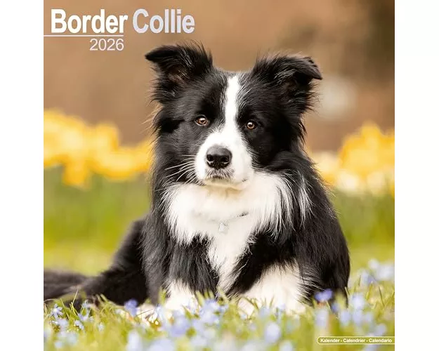 Border Collie Calendar 2026 Square Dog Breed Wall Calendar - 16 Month