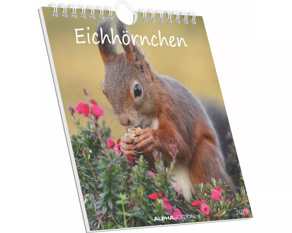 Alpha Edition - Eichhörnchen 2026 – Postkartenkalender 16×17 cm mit 53 charmanten Motiven, dekorativer Tisch- & Wandkalender mit FSC-Papier, zum Versc