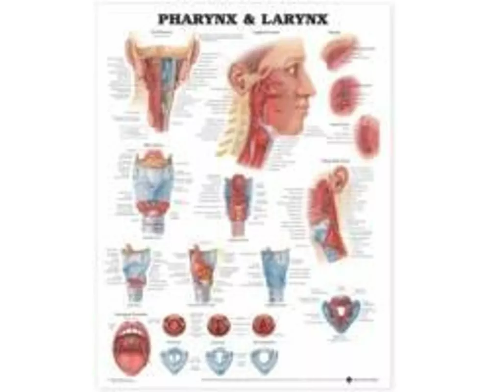 Pharynx & Larynx Anatomical Chart