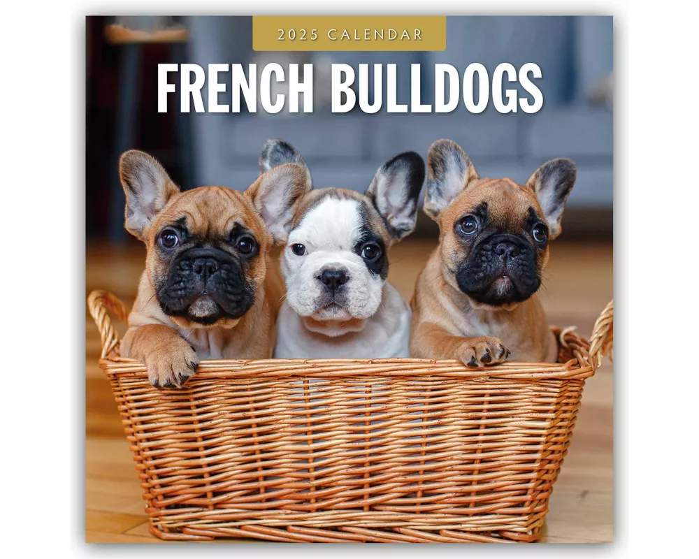 French Bulldogs 2025 Square Wall Calendar