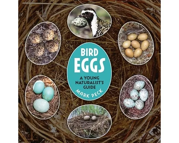Bird Eggs
