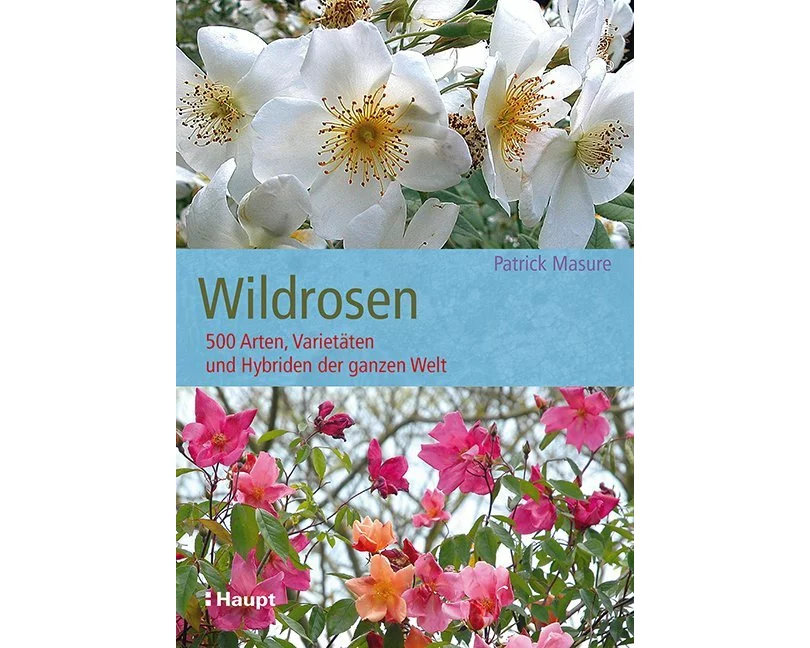 Wildrosen