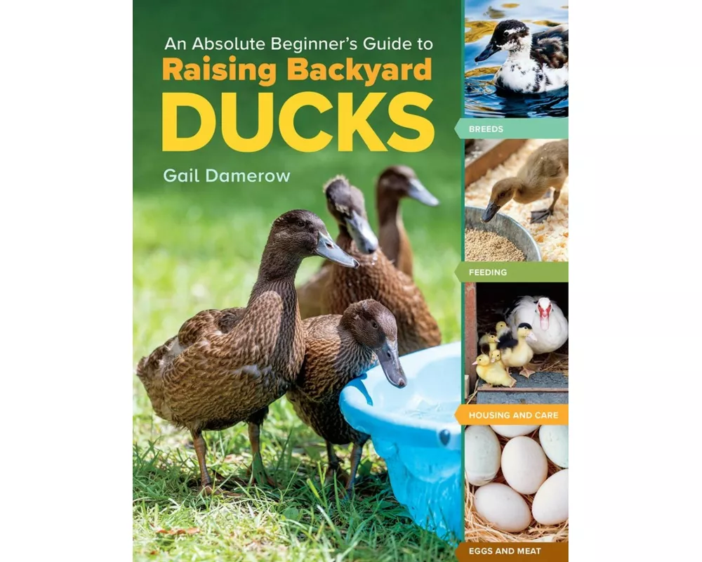 An Absolute Beginner's Guide to Raising Backyard Ducks