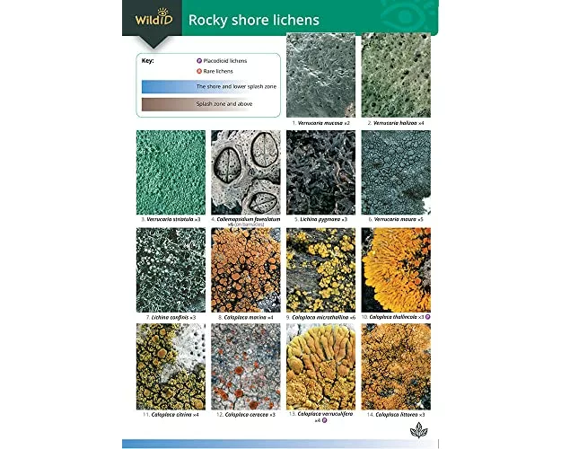 Guide to Rocky Shore Lichens