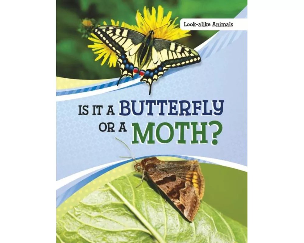 Is It a Butterfly or a Moth?