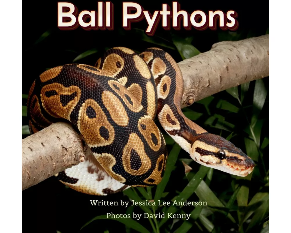 Ball Pythons