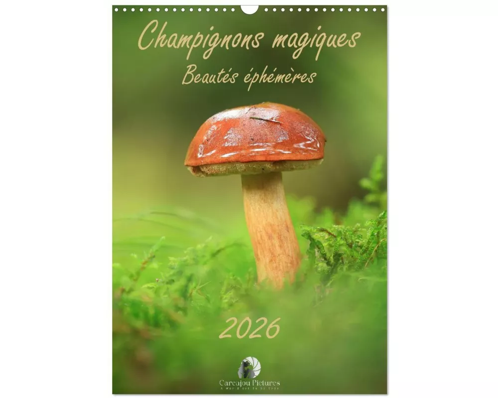Champignons magiques - Beautés éphémères (Calendrier mural 2026 DIN A3 horizontal), CALVENDO calendrier mensuel