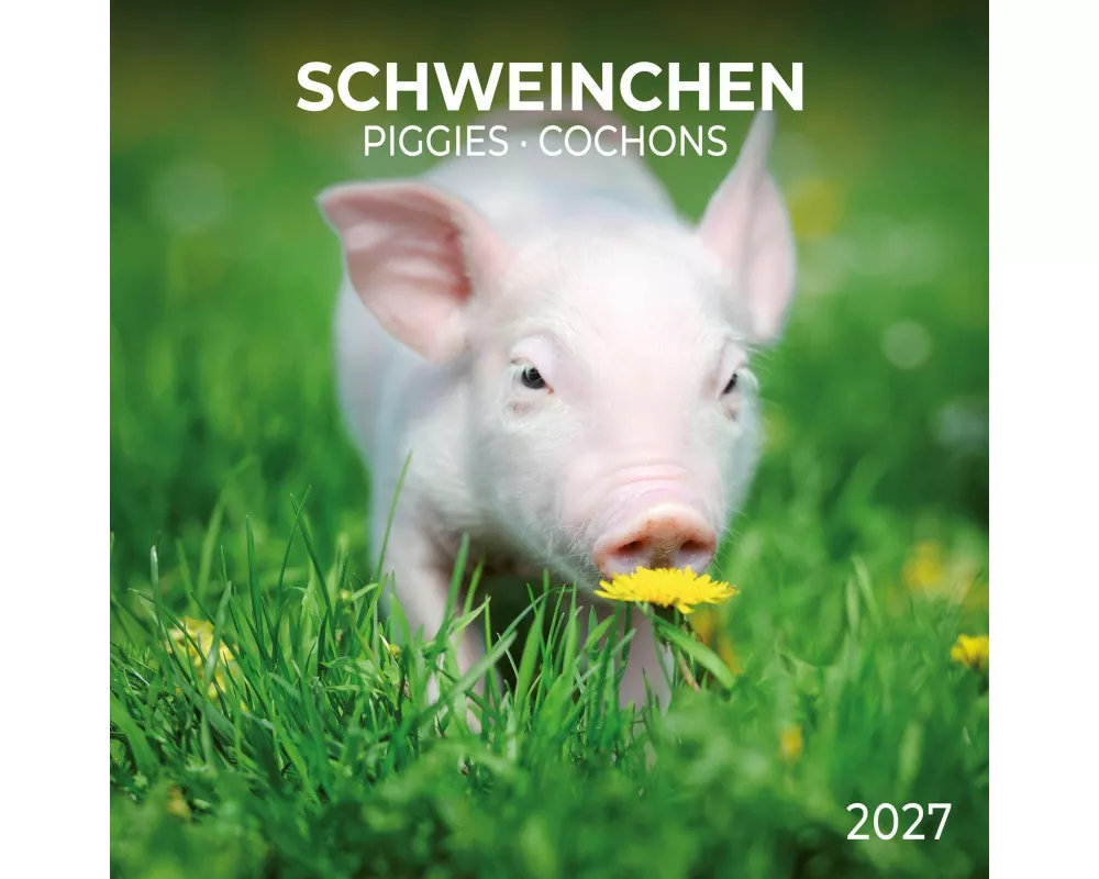 Schweinchen / Piggies 2027