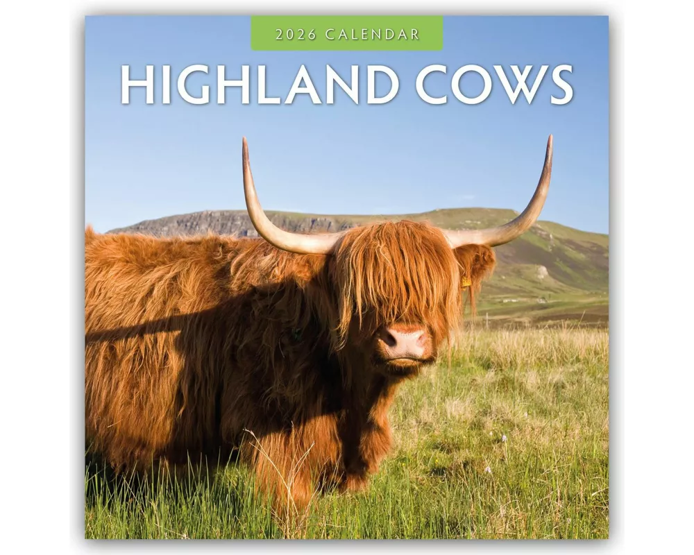 Highland Cows 2026 Square Wall Calendar
