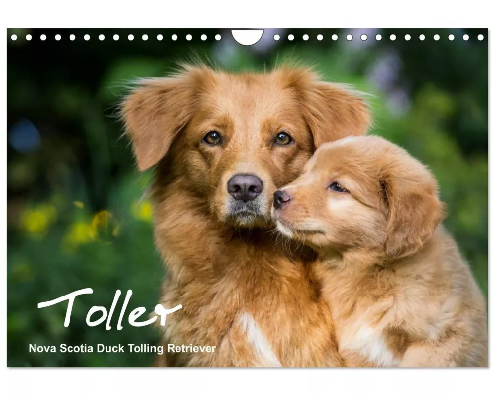 Toller - Nova Scotia Duck Tolling Retriever (Wandkalender 2026 DIN A4 quer), CALVENDO Monatskalender