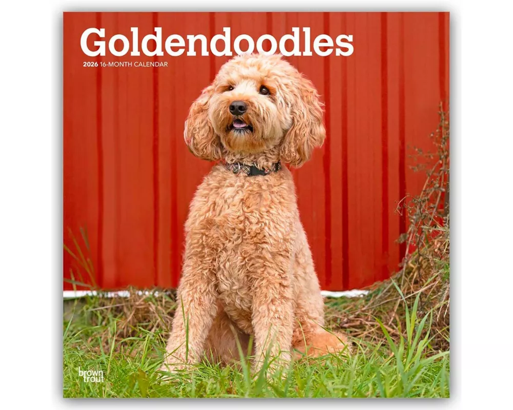 Goldendoodles 2026 12 X 24 Inch (Hanging) Monthly Square Wall Calendar Plastic-Free