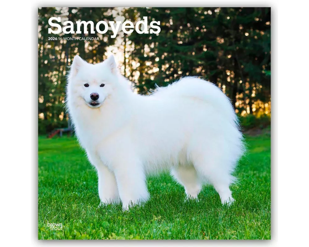 Samoyeds - Samojede 2026 - 16-Monatskalender