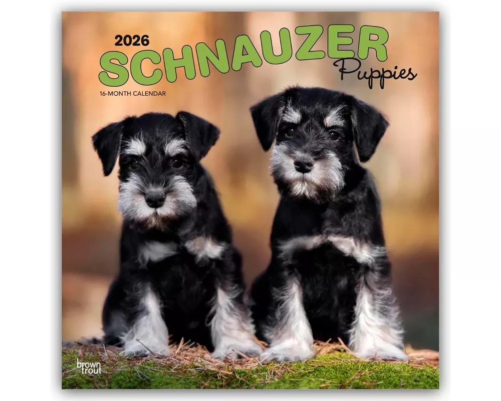 Schnauzer Puppies 2026 12 X 24 Inch (Hanging) Monthly Square Wall Calendar Plastic-Free