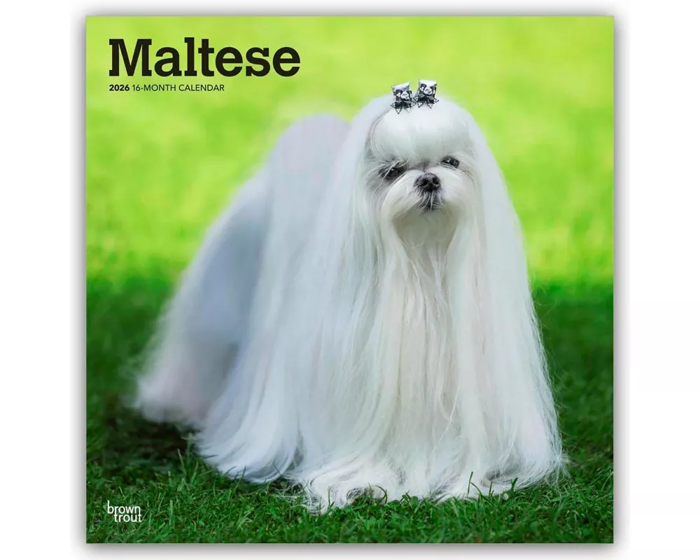 Maltese - Malteser 2026 - 16-Monatskalender