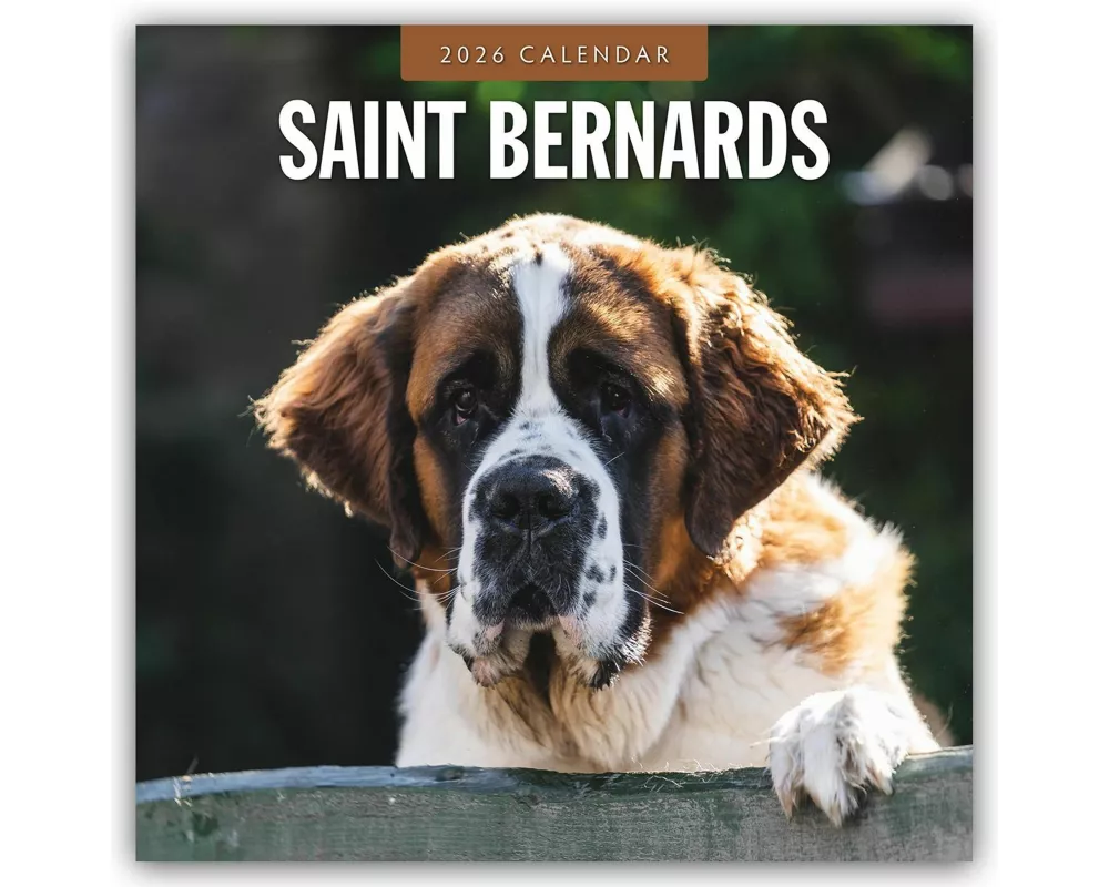 Saint Bernards 2026 Square Wall Calendar