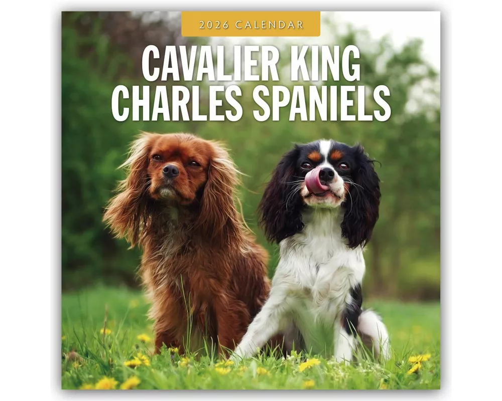 Cavalier King Charles Spaniels 2026 Square Wall Calendar