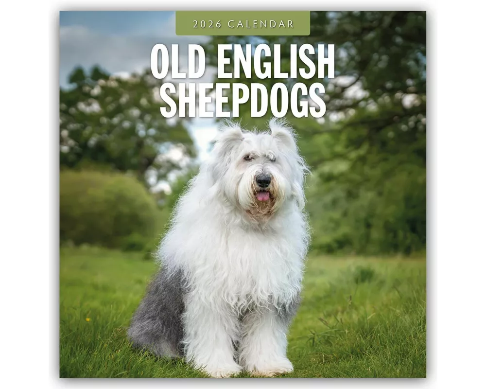 Old English Sheepdogs 2026 Square Wall Calendar