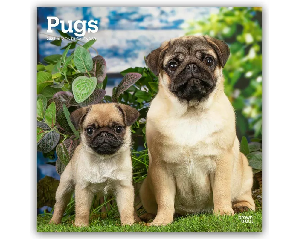 Pugs 2026 12 X 24 Inch (Hanging) Monthly Square Wall Calendar Plastic-Free